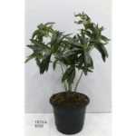 Artificial Plant 1573-A