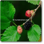 Shahtoot- Mulberry- Tuti (Small Leaves)