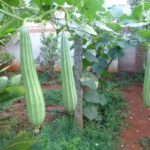 Ridge Gourd, Tori Dhari Jaipur long