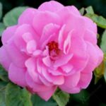 Damascus Rose- Scented Rose - Medicinal Plant