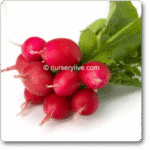 Radish Imp. Scarlet Red Globe