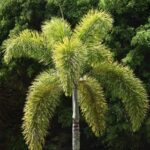 Fox tail palm