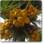 Nariyal, Coconut (Golden, Hybrid)
