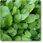 Sarso Saag Mustard Leaves