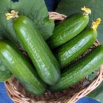 Cucumber Beit Alpha -Indian Vegitables