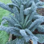 Cavolo Nero Kale Exotic Vegetable Seeds
