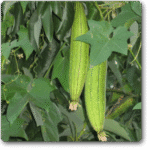 Sponge Gourd F1 White Long -Indian Vegitables