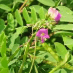 Sharpunkha- Tephrosia purpurea�