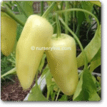 Pepper Santa Fe Grande -Indian Vegitables