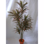 Artificial Dracaena Marginata Plant 5 Feet�