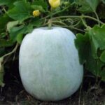 Ash Gourd- Methai Petha- Agri Petha -Indian Vegitables
