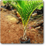 Mascarena palm