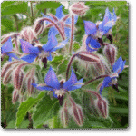 Borage�