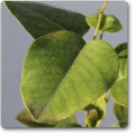 Sandal Wood Red- Chandan Red� - Medicinal Plant