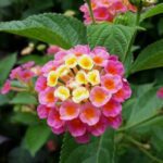Lantana (Any Color) - Ground Cover