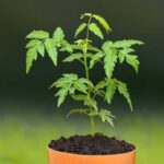Neem Tree - Medicinal Plant
