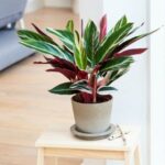 Stromanthe Sanguinea Triostar- Calathea - Ground Cover