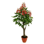 Artificial Coral Bean Plant 5'