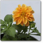 Dahlia (Orange) - Ground Cover