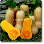 Squash Walthum Butternut (Bell Shape) -Indian Vegitables