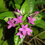 Pseuderanthemum Laxiflorum- Kodia�