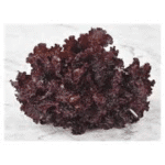 Lettuce F1 Dark Black Rose