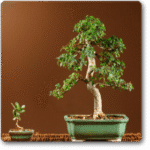 Bonsai Ulmus