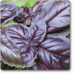 Basil Red, Red Basilicum Ocimum Red Osmin