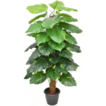 Artificial Money Plant S.T