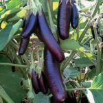 Brinjal F1 Him Mani - 412 -Indian Vegitables