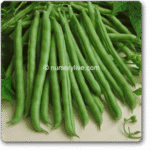 Pole Beans Selection Amira Exotic Vegetable Seeds