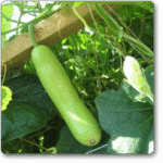 Bottle Gourd F1 Hybrid Sumant -Indian Vegitables