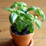 Ociumum Basilicum Sabja