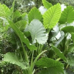 Alocasia macrorrhiza