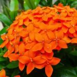 Ixora Long- Singapuri Ixora (Orange)�