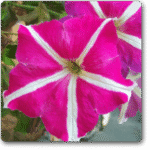Petunia (Pink with White Strip) - Ground Cover
