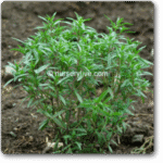 Summer Savory -Indian Vegitables