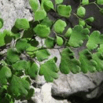 Adiantum capillus�