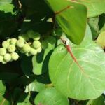 Coccoloba uvifera variegated