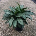 Aglaonema