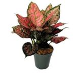 Aglaonema Red