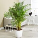 Areca Palm Tree
