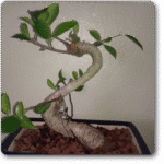 Ficus S Shape