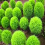 Kochia bush green- Kochia burning bush