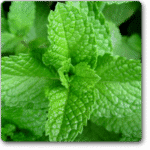 Peppermint