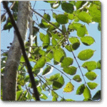 Commiphora Mukul- Guggal- Guggul - Medicinal Plant