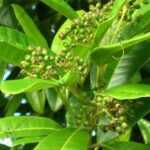 AllSpice - Medicinal Plant