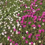 Portulaca- 9 O Clock (Pink- White) - Ground Cover