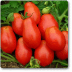 Tomato Roma VF -Indian Vegitables