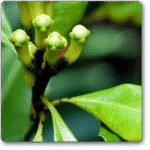 Cloves - Medicinal Plant
